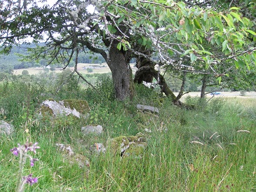 Margrochach walled enclosure, Wester Invervack